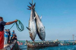 نشرة الصيد البحري المتوقعة على ساحل ليبيا اليوم