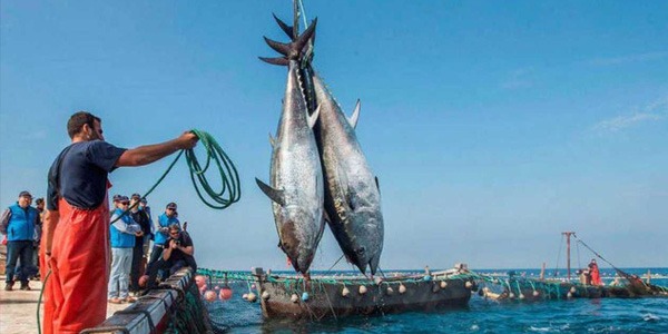 نشرة الصيد البحري المتوقعة على ساحل ليبيا اليوم