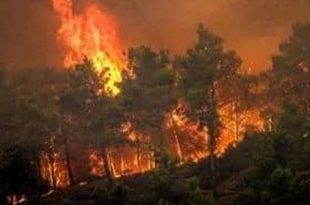 تحذير أممي من فقدان الغابات الليبية