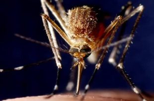 اكتشاف وراثي قد يُمهد للقضاء على الملاريا