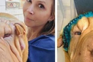 أطباء روس يعيدون البصر لجرو