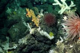 معاهدة "البحار العليا" تدخل حيز التنفيذ مطلع 2026