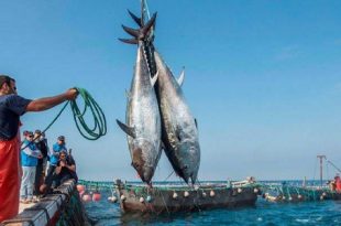 نشرة الصيد البحري المتوقعة على ليبيا اليوم