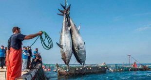 نشرة الصيد البحري الصادرة اليوم الأربعاء