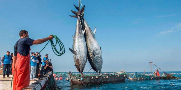 نشرة الصيد البحري المتوقعة على ليبيا اليوم الإثنين