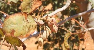 أزمة الجفاف في ليبيا تهدد الأمن الغذائي وتزيد الاعتماد على الاستيراد