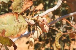 أزمة الجفاف في ليبيا تهدد الأمن الغذائي وتزيد الاعتماد على الاستيراد