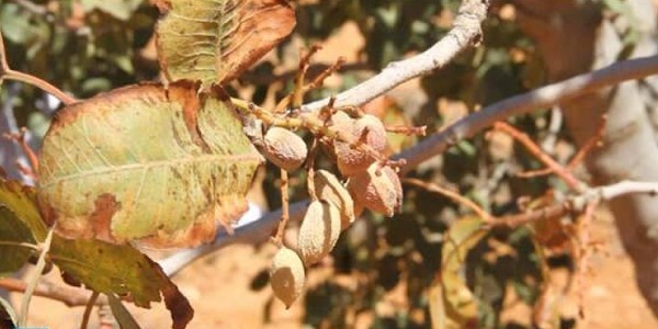 أزمة الجفاف في ليبيا تهدد الأمن الغذائي وتزيد الاعتماد على الاستيراد