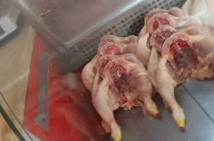 «لحوم الدواجن في ليبيا... من مائدة الفقراء إلى سلعة فاخرة!»