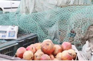 الرمان العابر للحدود يجتاح السوق المحلي