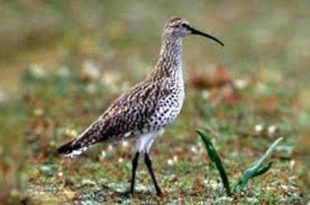   انقراض الزريق رفيع  المنقار تساؤلات حول مستقبل التنوع البيولوجي