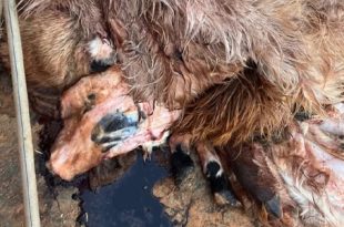 ضبط مخالفات صحية خطيرة في محال بيع اللحوم وسلخانات الدواجن بمدينة ترهونة