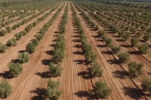 الاعلان عن إنشاء أكبر مزرعة زيتون في ليبيا بمدينة سرت