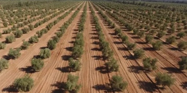 الاعلان عن إنشاء أكبر مزرعة زيتون في ليبيا بمدينة سرت