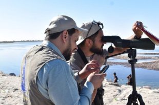 تسجيل 26 نوعًا من الطيور المهاجرة في جزيرة فروة 