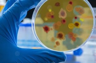 كتشاف بكتيريا تعزز فعالية العلاج الكيماوي ضد السرطان