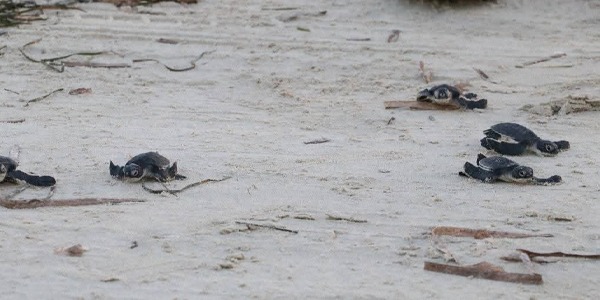 إطلاق أكثر من 70 سلحفاة خضراء مهددة بالانقراض على شواطئ زوارة