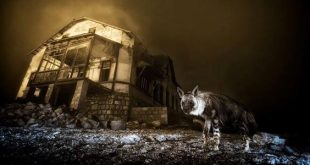 صورة لضبع نادر تحصد جائزة “مصور الحياة البرية لعام 2025
