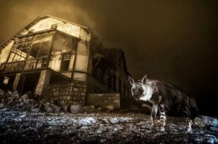 صورة لضبع نادر تحصد جائزة “مصور الحياة البرية لعام 2025