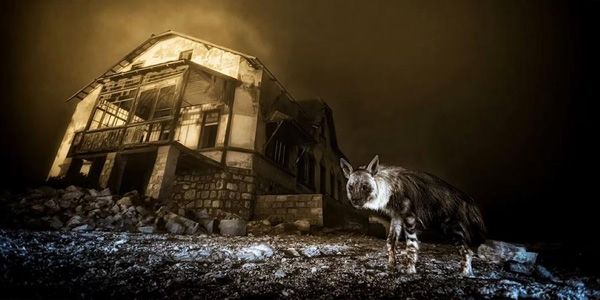 صورة لضبع نادر تحصد جائزة “مصور الحياة البرية لعام 2025