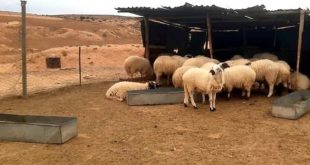 تسجيل إصابات بطاعون المجترات الصغيرة في مدن بالشرق