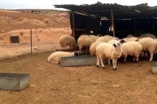 تسجيل إصابات بطاعون المجترات الصغيرة في مدن بالشرق