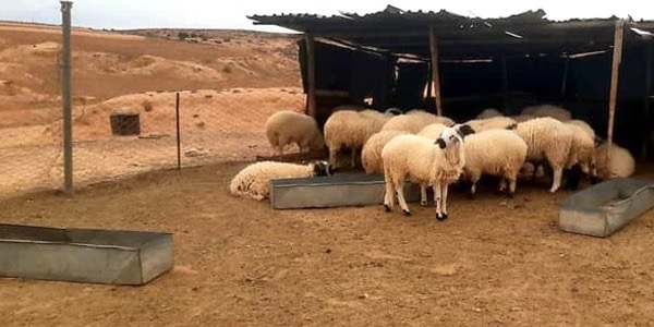 تسجيل إصابات بطاعون المجترات الصغيرة في مدن بالشرق