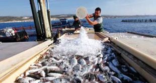 الصيد البحري