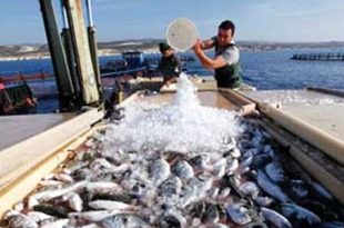 الصيد البحري