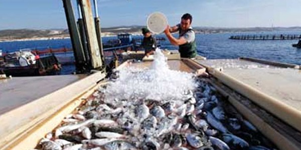 الصيد البحري