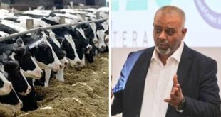 مركز الصحة الحيوانية ينفي ورود بلاغات عن نفوق الأبقار في الجبل الأخضر