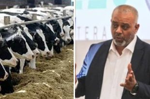 مركز الصحة الحيوانية ينفي ورود بلاغات عن نفوق الأبقار في الجبل الأخضر