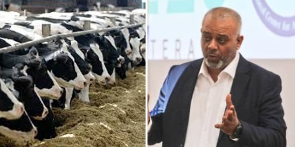 مركز الصحة الحيوانية ينفي ورود بلاغات عن نفوق الأبقار في الجبل الأخضر