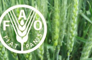 الفاو: 1.7 مليار شخص يتضررون من بتدهور الأراضي الزراعية في العالم