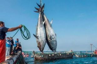 نشرة الصيد البحري المتوقعة على ساحل ليبيا اليوم