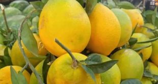  "الأخضر" في الأسواق.. فائدة ناقصة وتهيج محتمل للمعدة