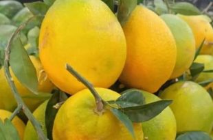 البرتقال "الأخضر" في الأسواق.. فائدة ناقصة وتهيج محتمل للمعدة