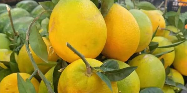  "الأخضر" في الأسواق.. فائدة ناقصة وتهيج محتمل للمعدة