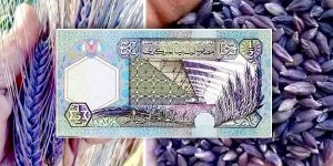الشعير الأسود المقاوم للجفاف يمثل رمزاً وطنياً لخصوصيته