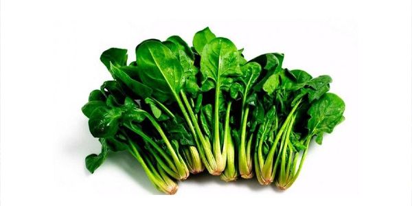 موسم السبانخ في ليبيا.. الكنز الشتوي الذي يقتل الغلي فوائده الغذائية