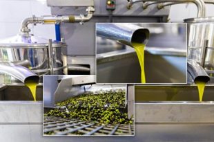 زيت الزيتون