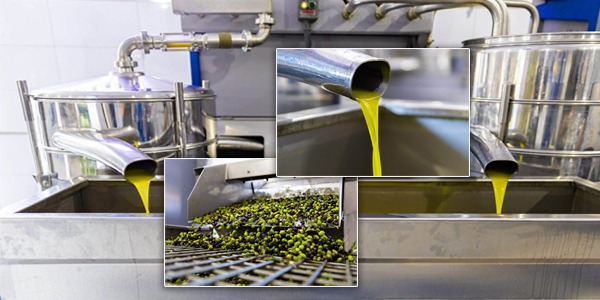 زيت الزيتون