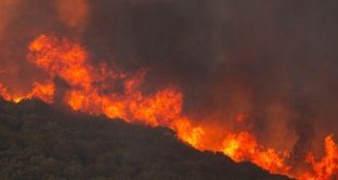 الأمم المتحدة تحذر من تدهور خطير بغابات نصف الكرة الشمالي