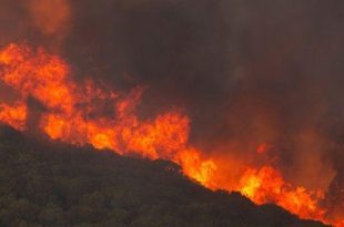 الأمم المتحدة تحذر من تدهور خطير بغابات نصف الكرة الشمالي