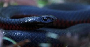 دراسة تكشف تقنية لقاحات «كوفيد» تمهد لعلاج ثوري لضحايا لدغات الثعابين