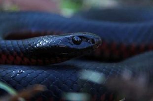 دراسة تكشف تقنية لقاحات «كوفيد» تمهد لعلاج ثوري لضحايا لدغات الثعابين