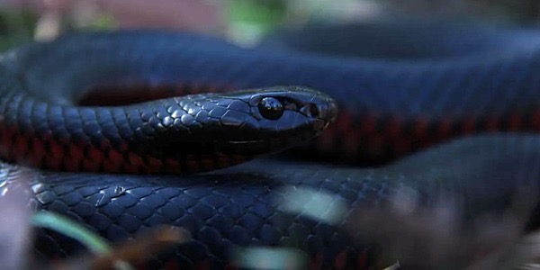 دراسة تكشف تقنية لقاحات «كوفيد» تمهد لعلاج ثوري لضحايا لدغات الثعابين