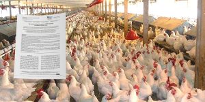 دراسة: فيروس إنفلونزا الطيور H9N2 متوطن في مزارع الدواجن الليبية