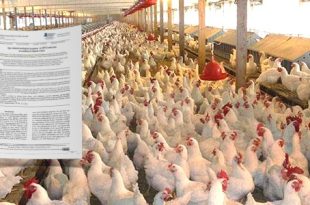 دراسة: فيروس إنفلونزا الطيور H9N2 متوطن في مزارع الدواجن الليبية