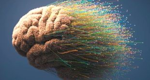 اكتشاف طبي بسيط: زيادة العضلات ودهون أقل.. وصفة لـ "دماغ أقل شيخوخةً"